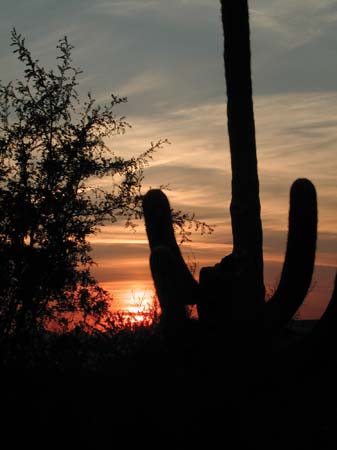 DSCN4707 Sunset on Cactus